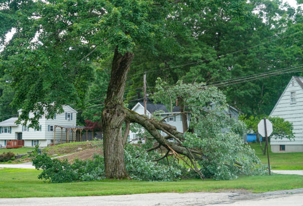 How Our Tree Care Process Works  in  Noank, CT