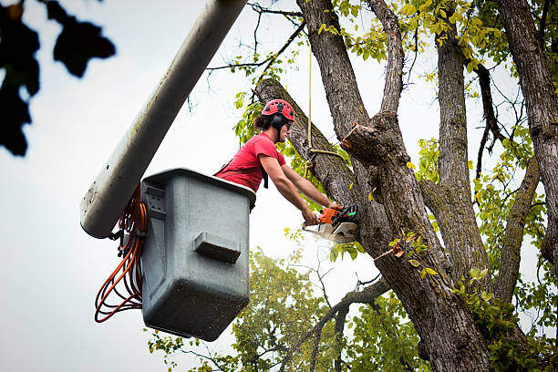 Reliable Noank, CT Tree Services Solutions